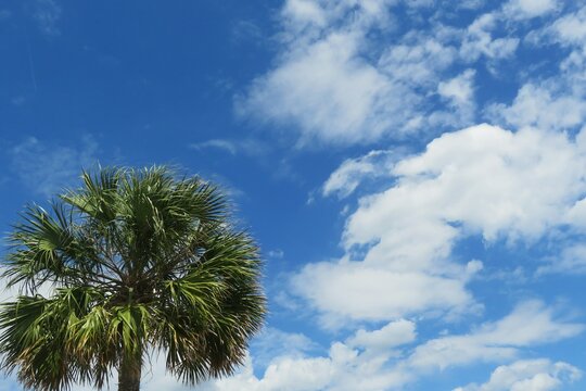 Beautiful palm tree on blue sky background in Florida nature
