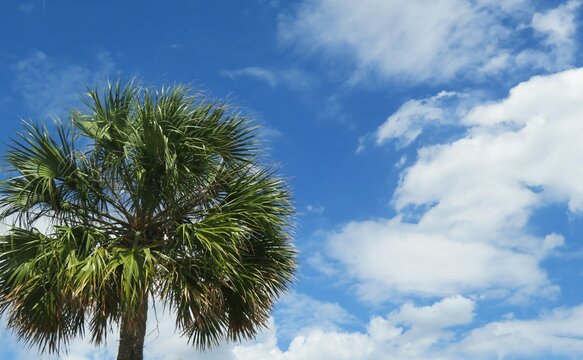 Palm tree on blue sky and clouds background in Florida nature
