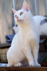 Fototapeta na wymiar White cute kitty sits and looks out
