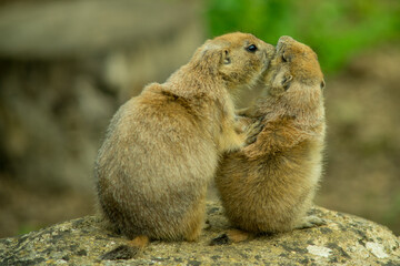 A couple of prairie dogs
