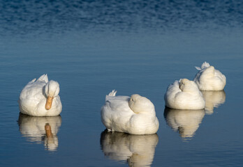 Domestic geese swim on the lake and clean their feathers.