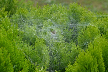 A spider weaving a web over the grass and waiting for its prey.
