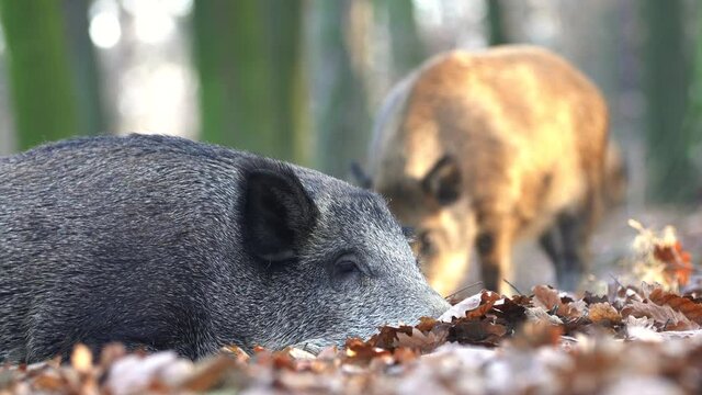 Cute swine sus scrofa family on the food trip in dark forest. Group of Wild boar, mother care about small cryptic young babies on background natural environment of deep bush. Wildlife footage.