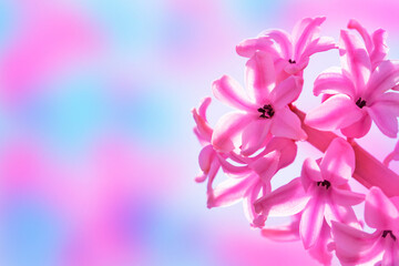 Fototapeta na wymiar Spring pink flowers. Geocynts flowers