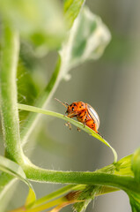 Colorado potato beetle crawling on a plant. Harmful insect.
