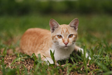 Naklejka na ściany i meble A orange cat looking for something on the garden