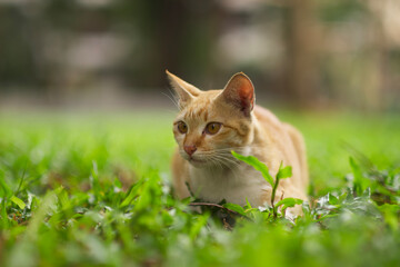 Naklejka na ściany i meble A cat looking for something on the garden