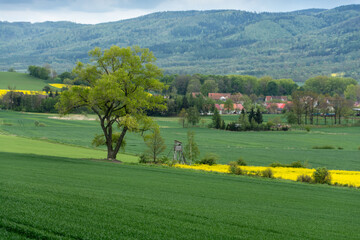 drzewo oraz zielone i żółte (rzepak) pola uprawne na pierwszym planie, w tle góry i niebiesko-szare niebo ponad nimi - obrazy, fototapety, plakaty