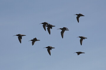 Calling Curlews in flight