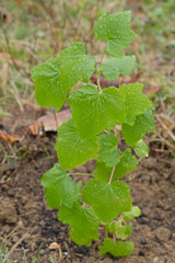 Young currant plant growing from the ground in spring