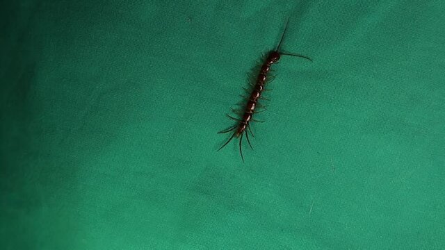centipede. close up of centipede isolated on a green background. closeup of centipede super macro centipede. insect, insects, bug, bugs, animal, animals, wildlife, woods, forest, wild nature, garden