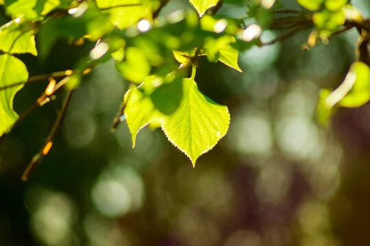 Green leaves isolated on blurred background. Free space for Your text, selective focus