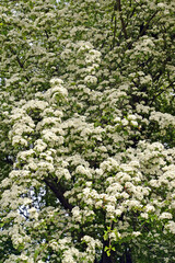 The flowering of hawthorn is monopestic (Crataegus monogyna Jacq.). Spring