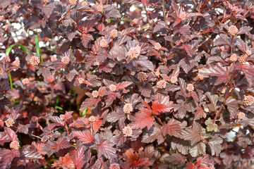 Blossom of Viburnum bladder (Physocarpus opulifolius), varieties Diabolo or Purpureus