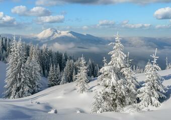 Obraz premium Winter landscape on a sunny day with snowy trees in the mountains after a snowfall 