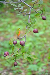 Cherry apple (Malus x cerasifera Spach.). Branch with fruits