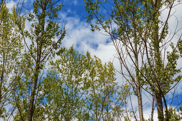 View of the treetops. Between the branches is a blue sky with white clouds.