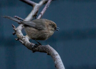 Bush Tit perched on a branch, vocalizing with mouth open.