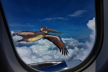 Gulf pelican flying near the commercial airplane jet view from the window