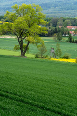 Fototapeta na wymiar drzewo oraz zielone i żółte (rzepak) pola uprawne, w oddali zabudowania oraz góry porośnięte lasem