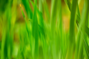 Green natural grass background, defocused