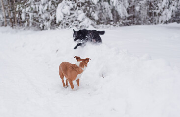 Two small dogs runingin in winter forest