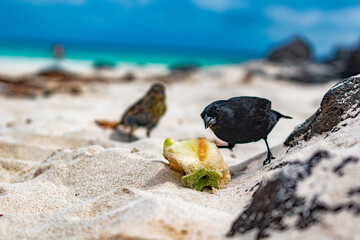 galapagos finch on the beach