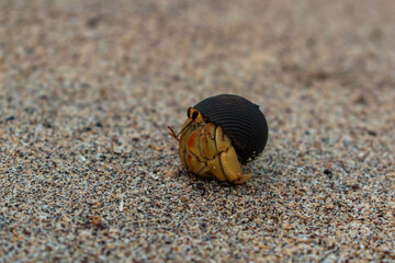 hermit in the sand