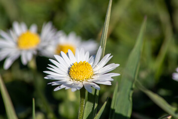 Obraz premium daisy flower in the grass