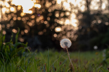 dandelion in the grass with bokeh background