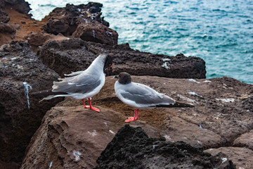 Galapagos birds 3