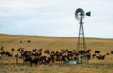 Cow ranch, cattle on pasture, Montana, USA