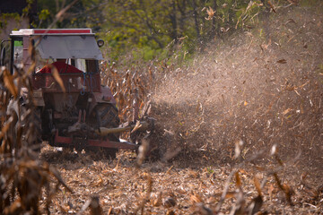 an old red tractor chopping corn in the field. mechanized agriculture in the village. maize cutter