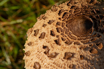 close up of a cracked mushroom