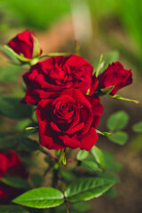 Red rose bush close-up. Flowers in the garden. Beautiful blossoms. Decorative rose bush. Bright floral background Festive delicate soft wallpaper