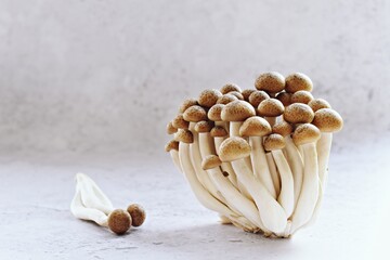 Sauteed beech mushrooms on the light background