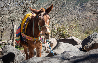 Peasant Working Horse Moroccan style