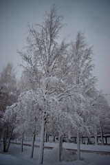 Verschneite Aeste in der Winterlandschaft in Vaduz in Liechtenstein 14.1.2021
