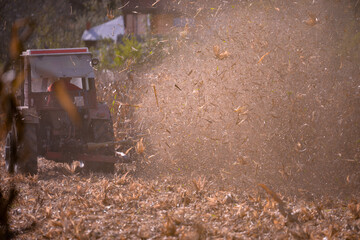 Fototapeta na wymiar an old red tractor chopping corn in the field. mechanized agriculture in the village. maize cutter