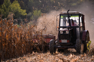 Fototapeta premium an old red tractor chopping corn in the field. mechanized agriculture in the village. maize cutter