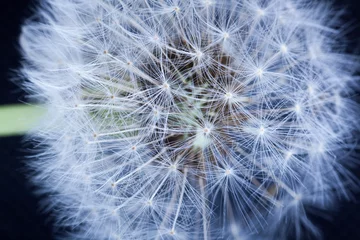 Fotobehang  dandelion  or taraxacum © markrhiggins