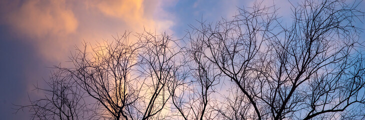 Silhouettes of a tree on the background of a beautiful winter sky