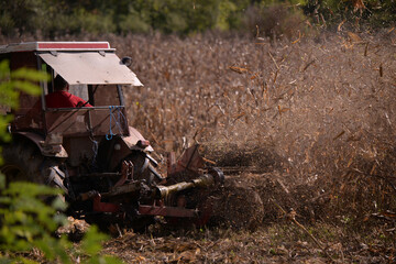 an old red tractor chopping corn in the field. mechanized agriculture in the village. maize cutter