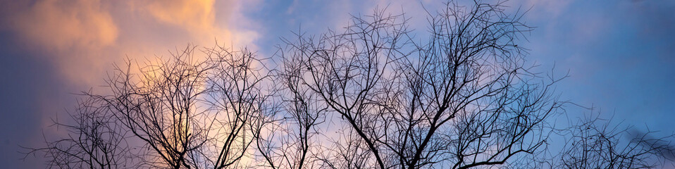 Silhouettes of a tree on the background of a beautiful winter sky
