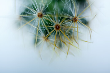  dandelion  or taraxacum