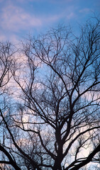 Silhouettes of a tree on the background of a beautiful winter sky