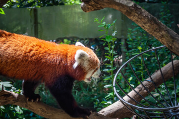 An adorable red panda climbing the tree. A cat-sized species of carnivorous mammal.