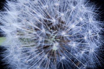 Fototapeta premium dandelion or taraxacum