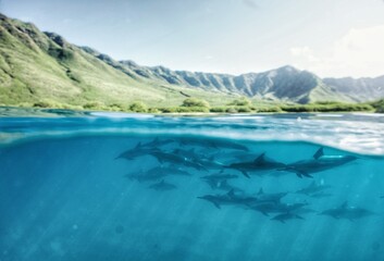 A Huge Pod of Wild Spinner Dolphins in Hawaii 