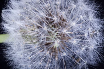 Foto op Plexiglas  dandelion  or taraxacum © markrhiggins